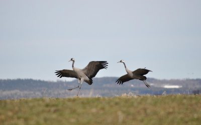 The crane dance Lake Hornborga
