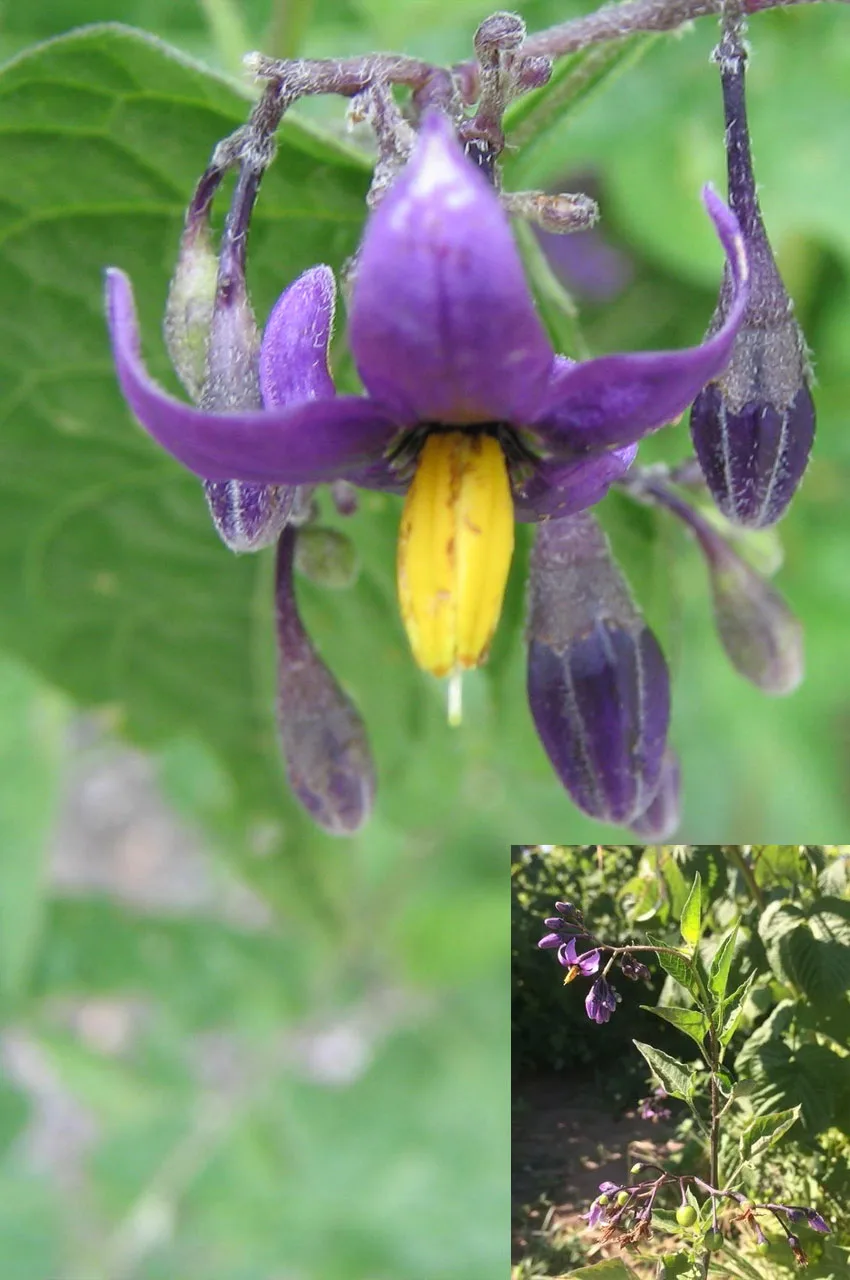 Bittersweet Nightshade