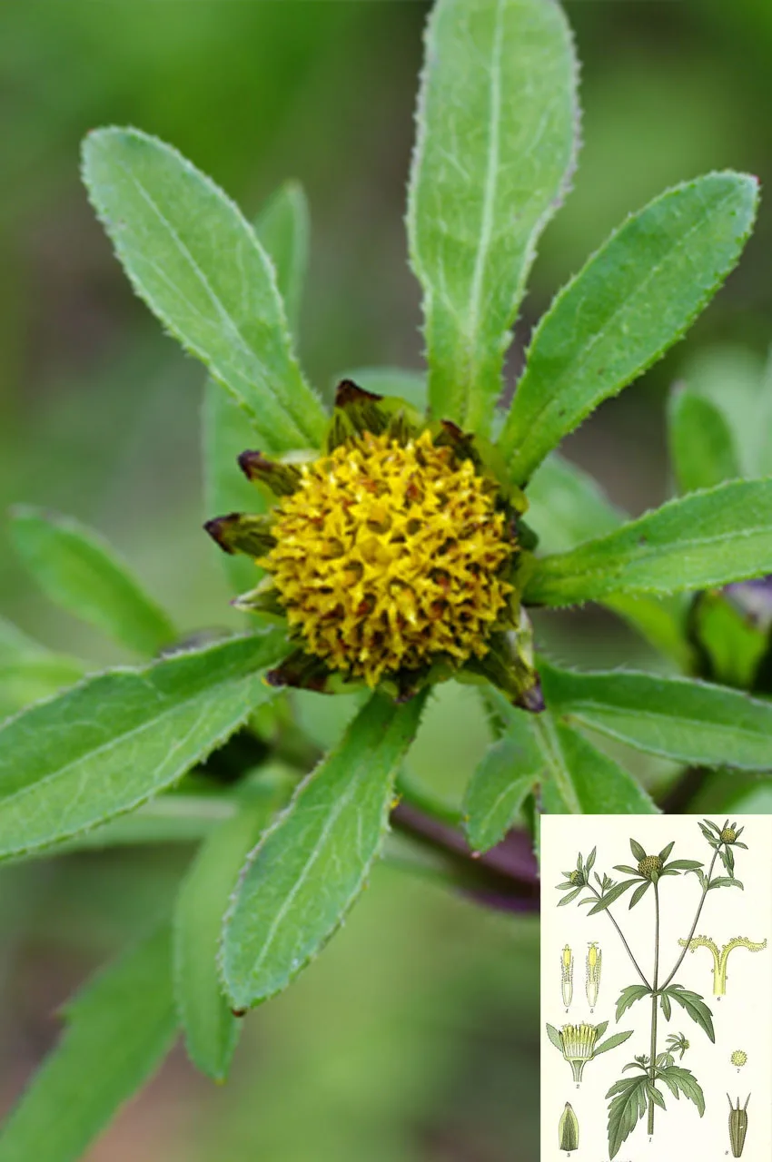 Three-lobed Beggarticks