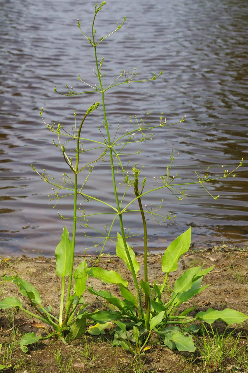 Water plantain