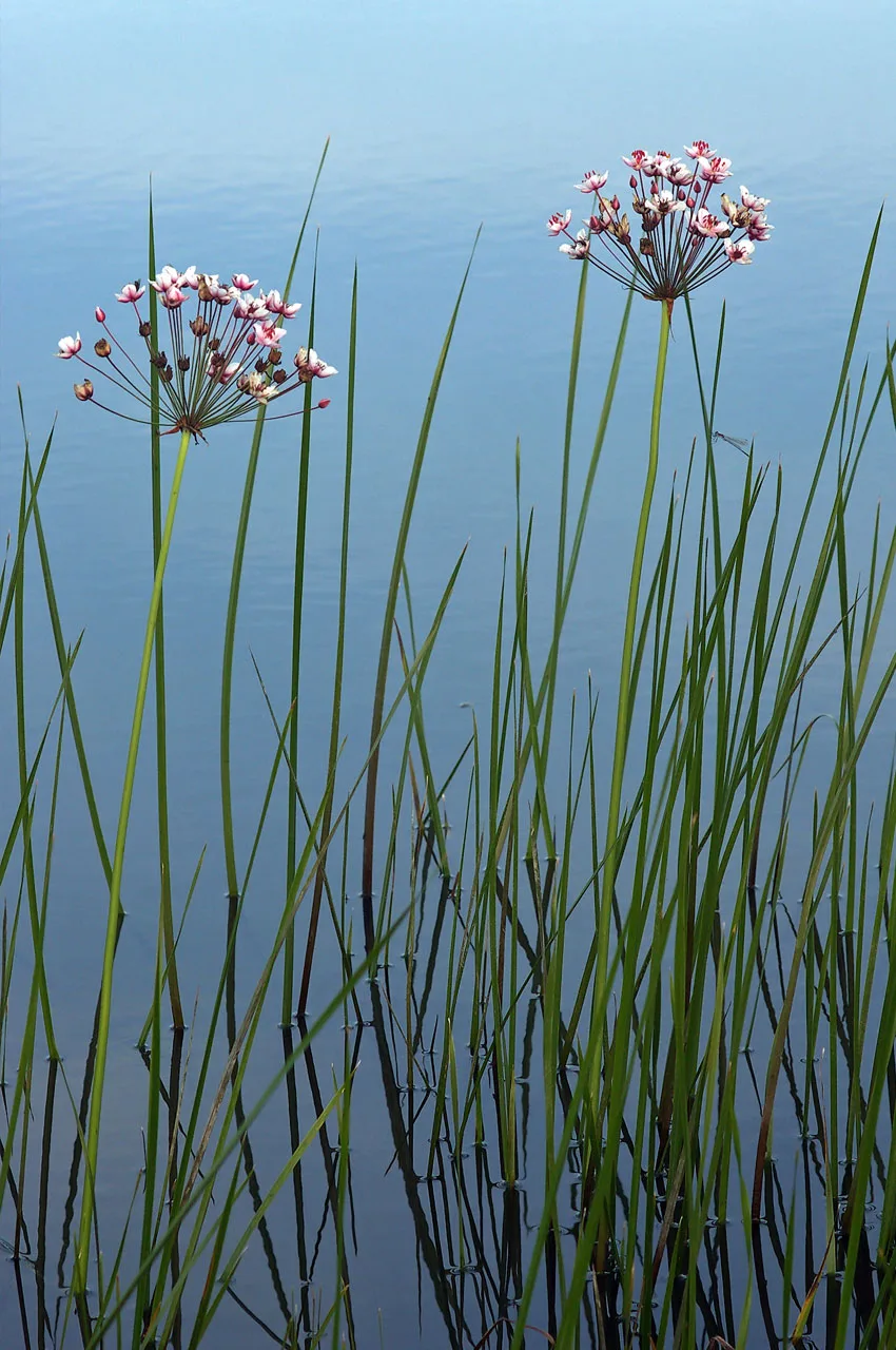 Flowering Rush