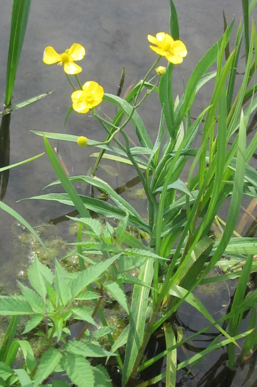 Greater spearwort