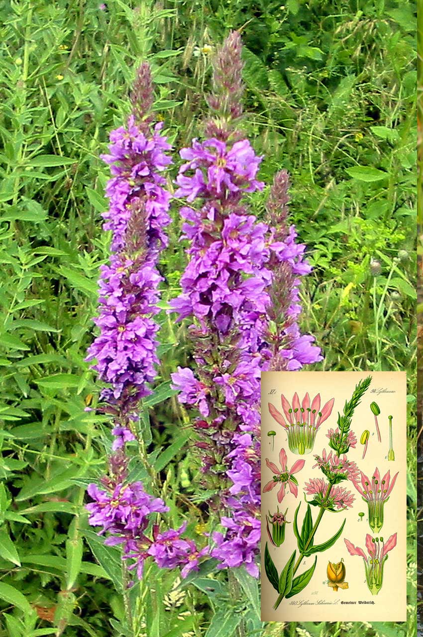 Fackelblomster