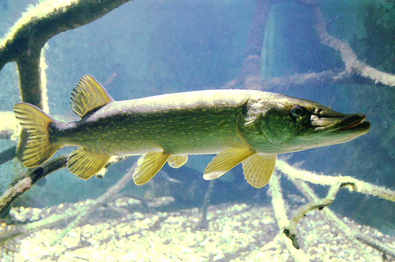 Gädda