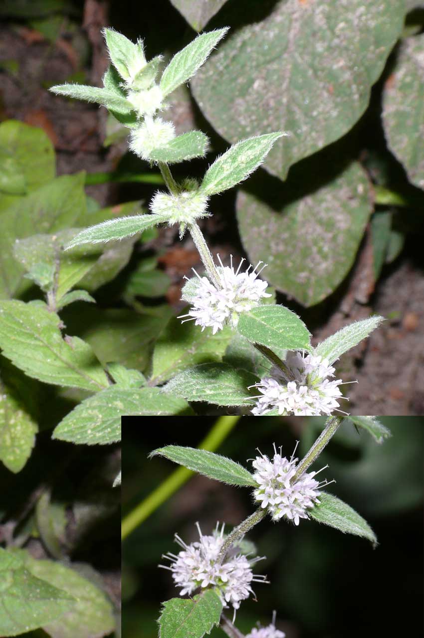 Kransmynta