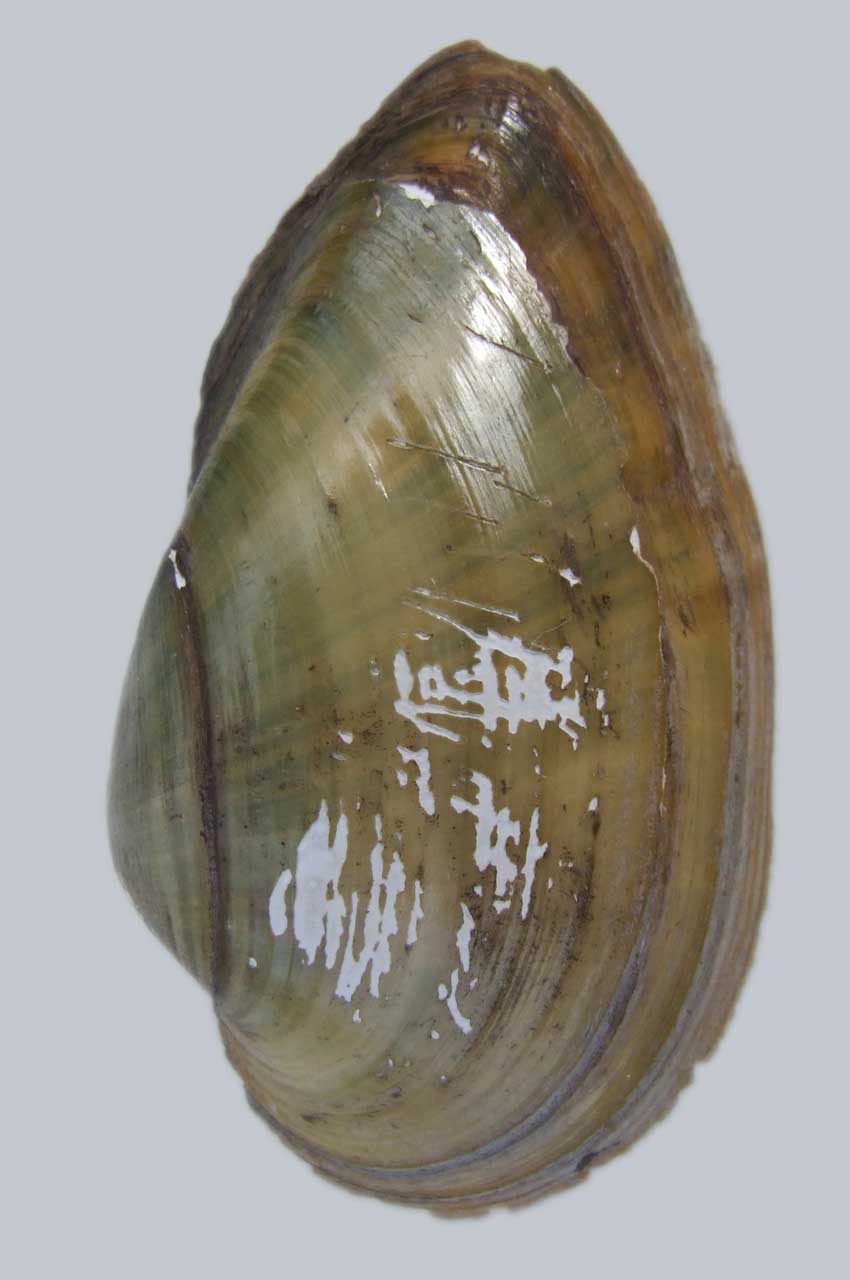Spetsig målarmussla