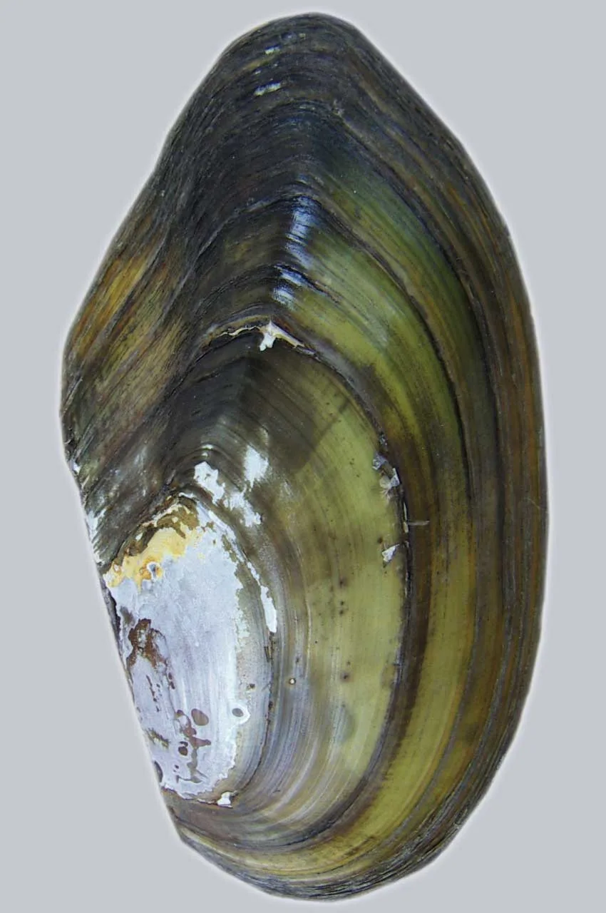 Swan mussel