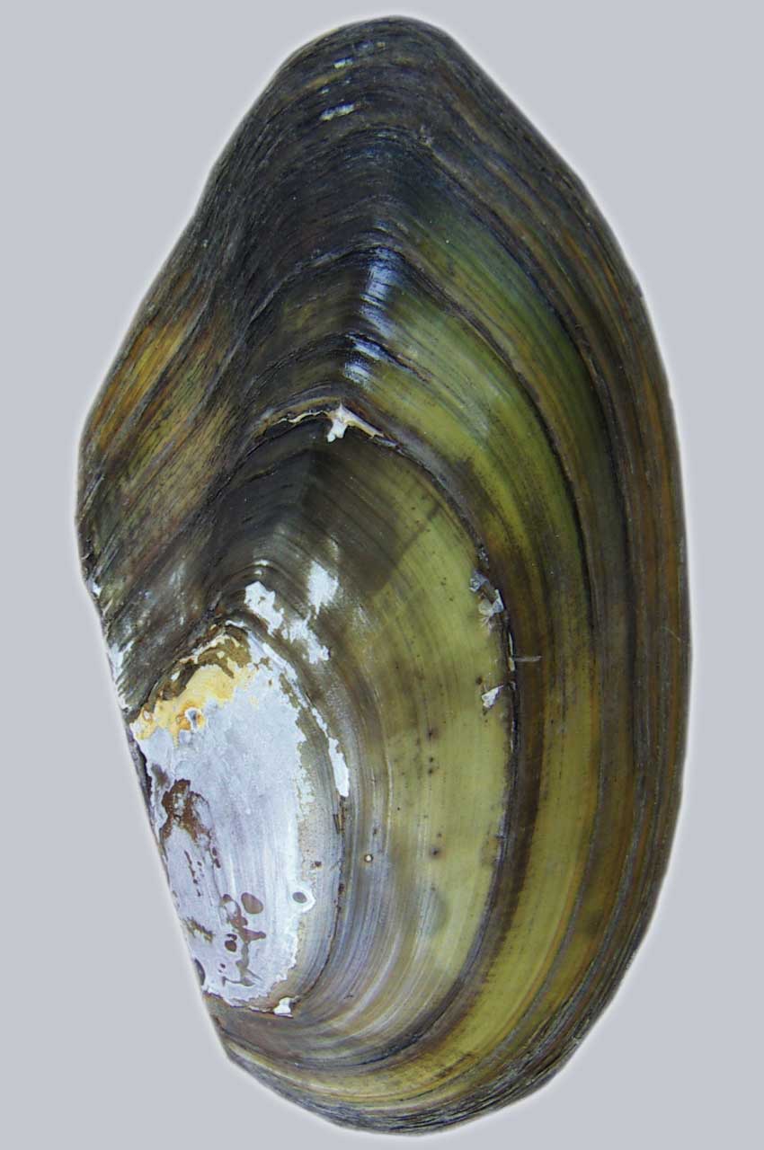 Större dammussla