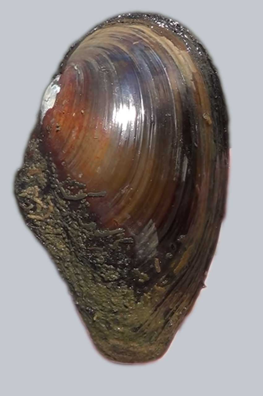 Vanlig dammussla