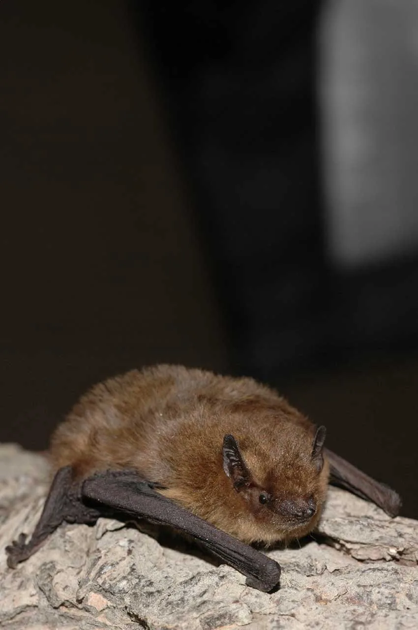 Soprano pipistrelle