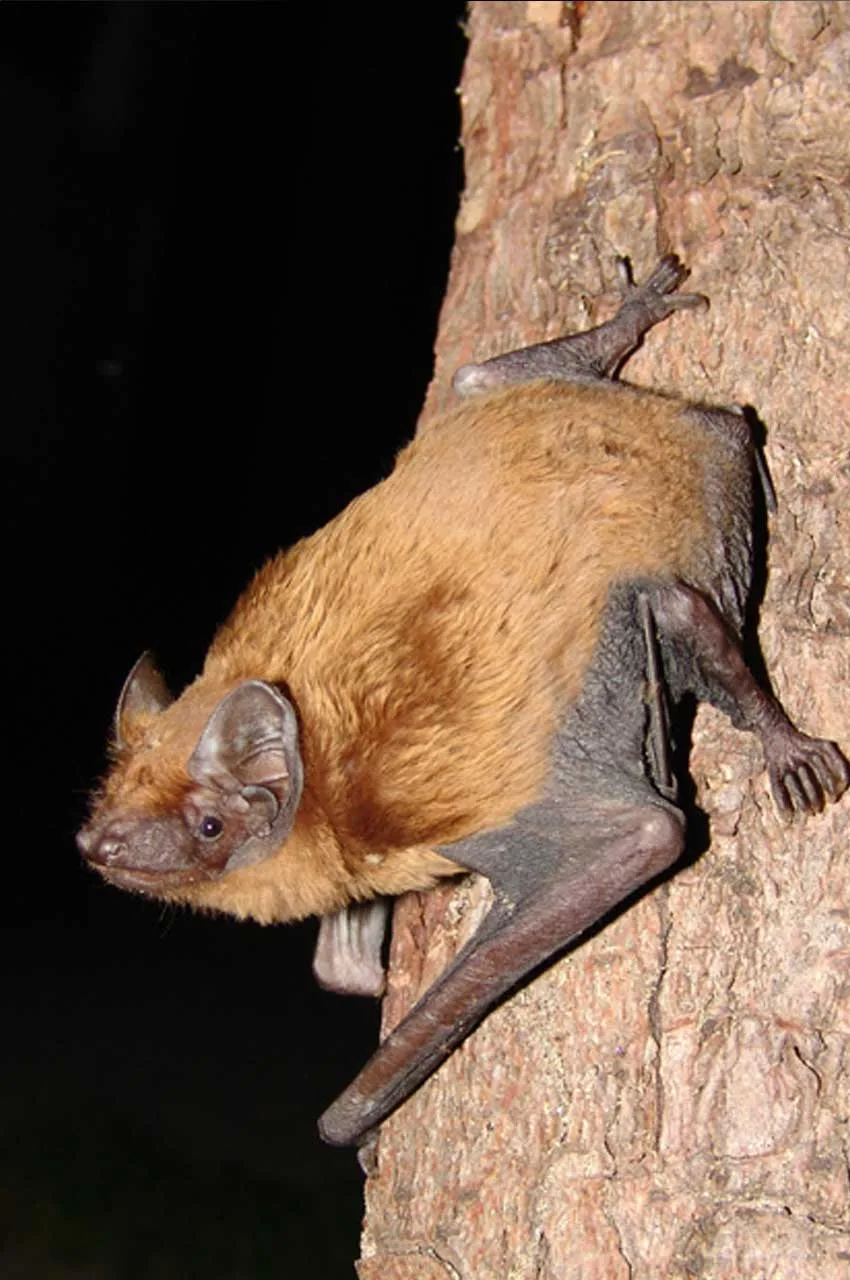 Common noctule