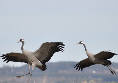 Tranor som dansar nära Hornborgasjön i närheten av Valle Camping
